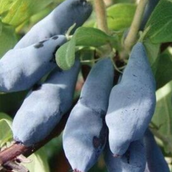 Основное изображение товара