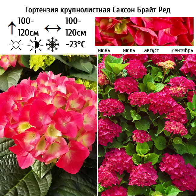 Гортензия крупнолистная "Саксон Брайт Рэд"