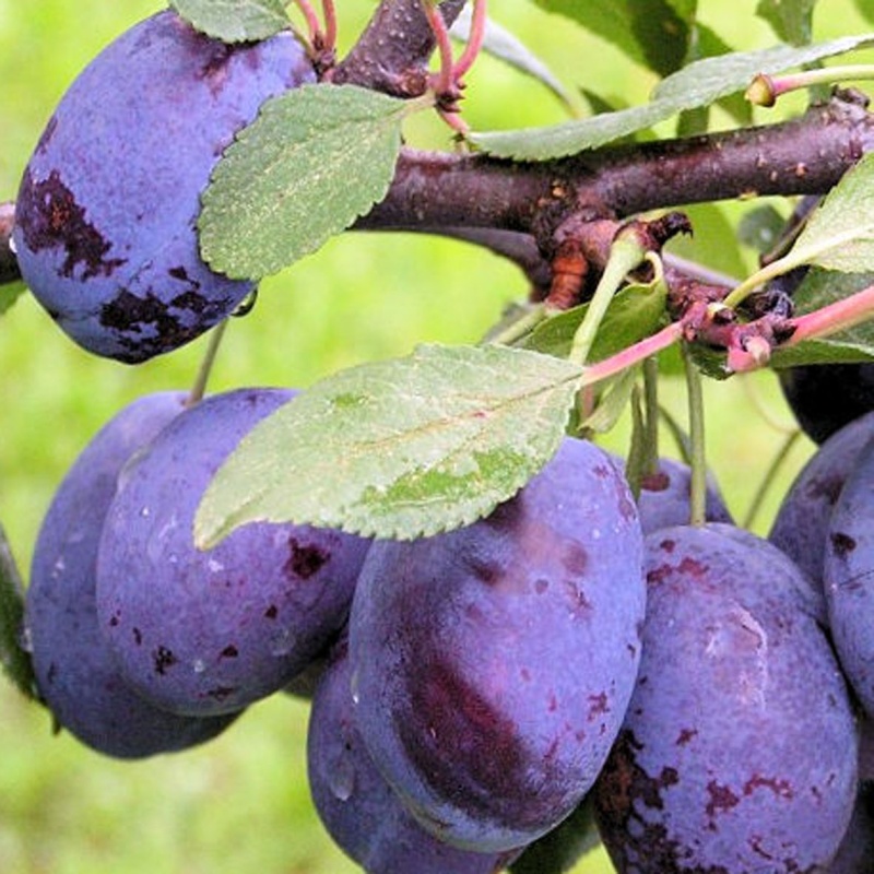 Слива Этюд