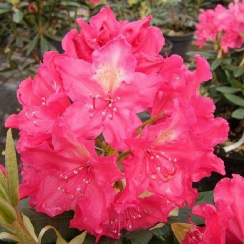 Основное изображение товара