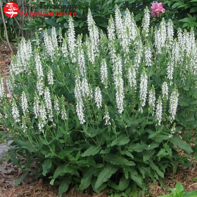 Шалфей дубравный Шнеехугель