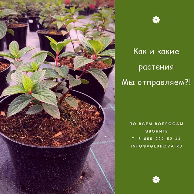 Растения на отправку Растения на отправку