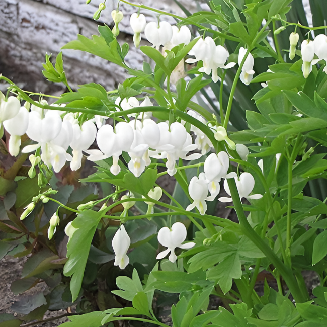 Дицентра  великолепная Альба