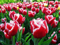 Тюльпан Канаста — скоро в продаже