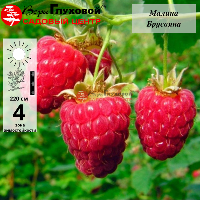 Малина Брусвяна ремонтантная