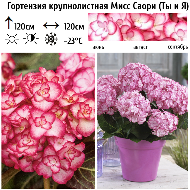 Гортензия крупнолистная Мисс Саори