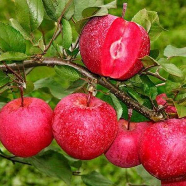 Основное изображение товара