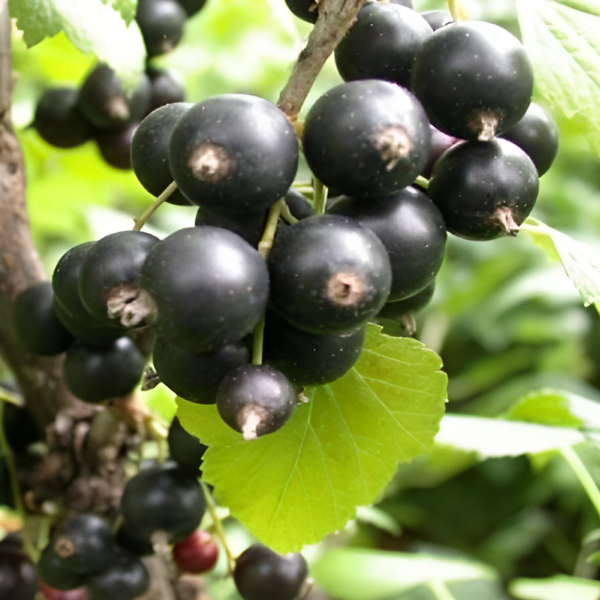 Рисунок 239.jpg