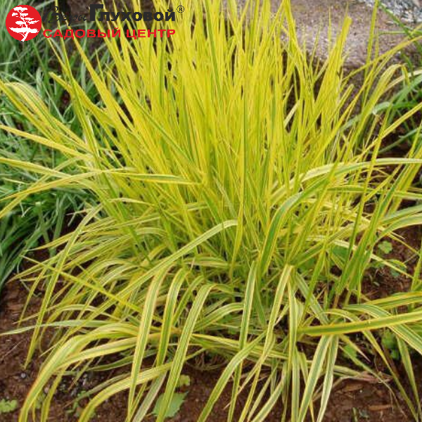 Основное изображение товара