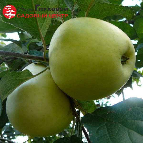 Яблоня Антоновка яровая (зимний сорт)