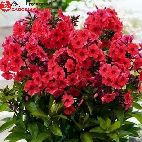 Основное изображение товара