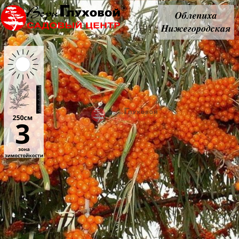 Основное изображение товара