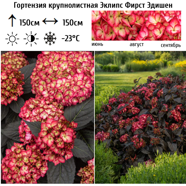 Гортензия крупнолистная Эклипс Фирст Эдишен