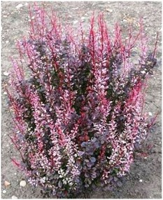 Барбарис Тунберга "Рози Рокет" Berberis thunbergii ‘Rosy Roket’