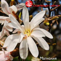 Цветущее дерево "магнолия"