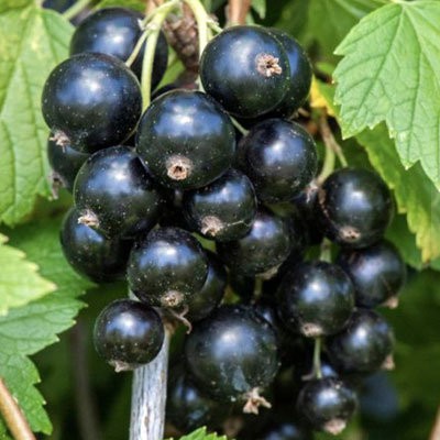 Рисунок 256.jpg