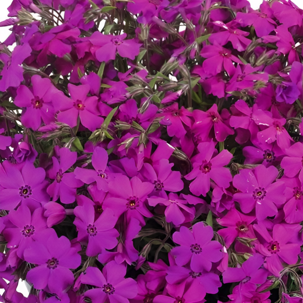 Основное изображение товара