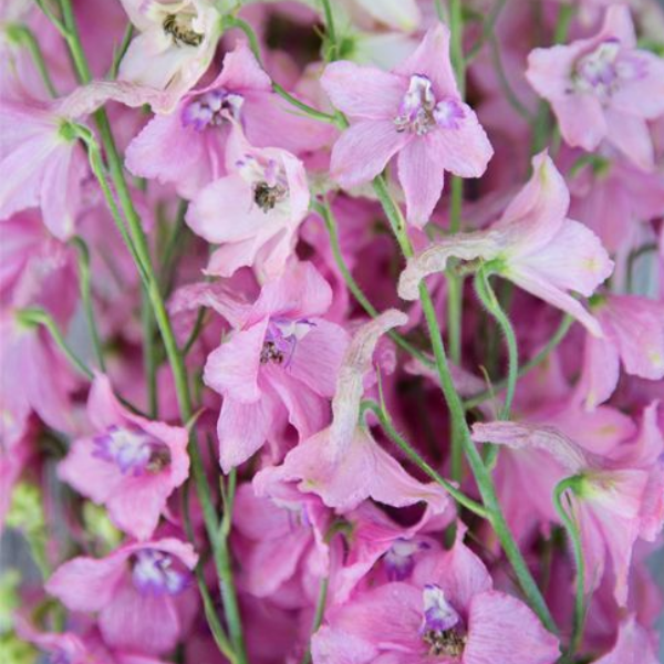 Основное изображение товара