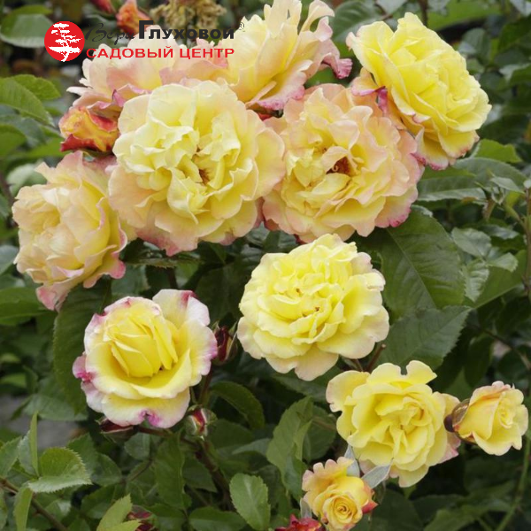 Основное изображение товара