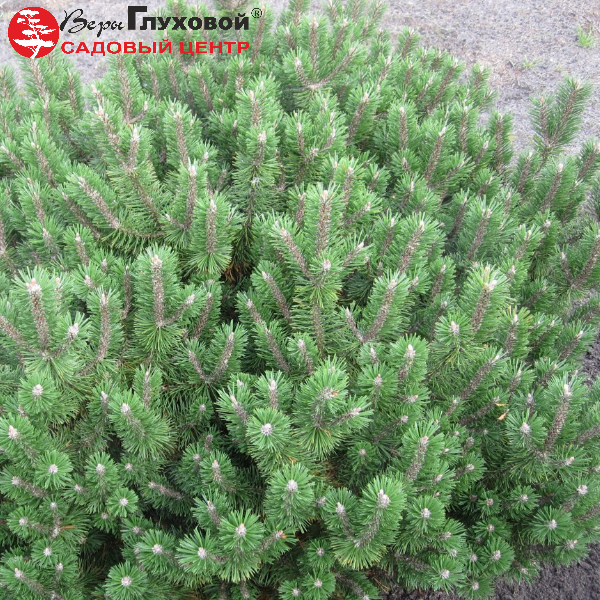 Основное изображение товара