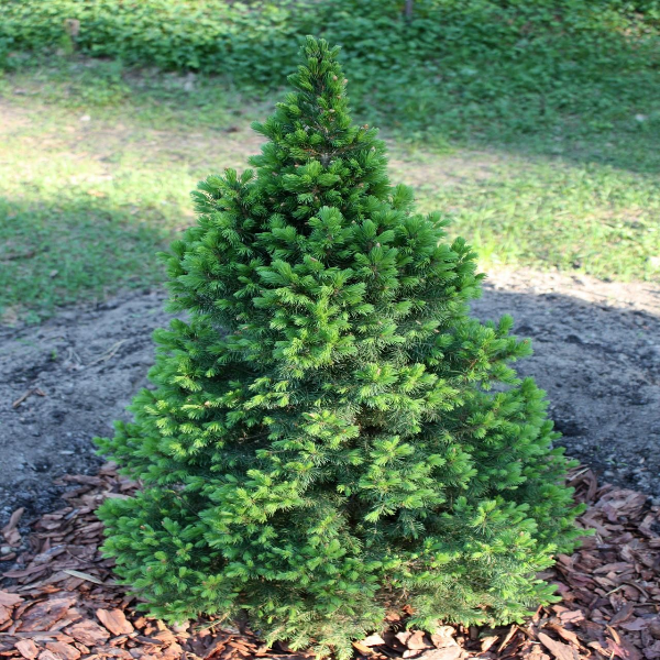 Ель сизая  Коника Децембер 