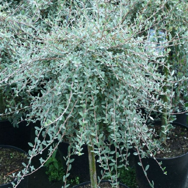 Основное изображение товара