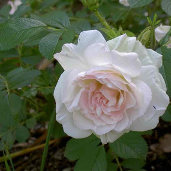 Роза Ругоза Polareis
