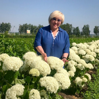 Гортензия «Баунти»: описание сорта