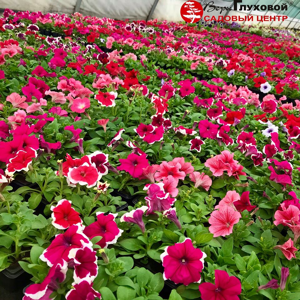 Пикантные приправы и лекарственные травы Пикантные приправы и лекарственные травы