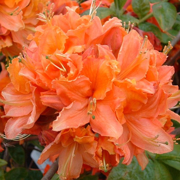 Основное изображение товара