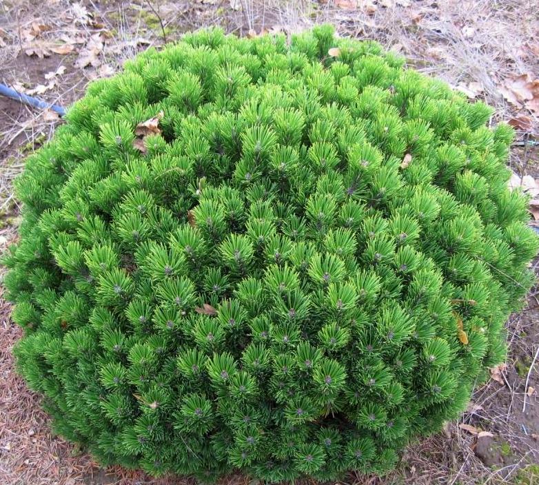 Сосна горная Шервуд Компакт 