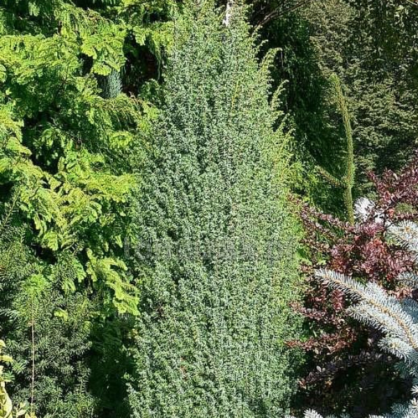 Можжевельник обыкновенный "Меуер" (Juniperus communis Meyeri)