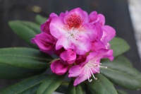 Купить рододендроны в садовом центре в Самаре