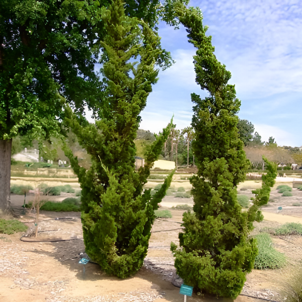 Основное изображение товара