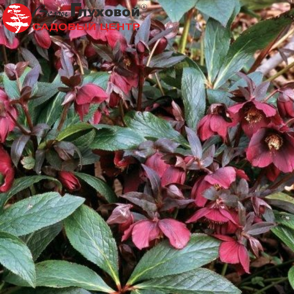 Основное изображение товара