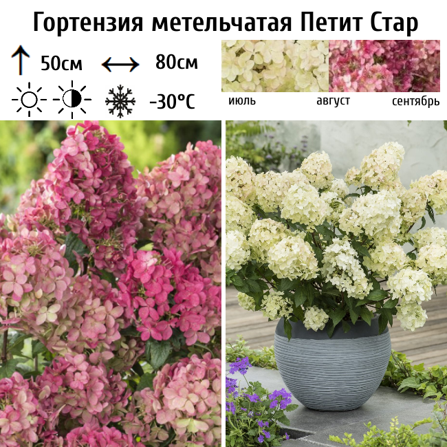 Основное изображение товара