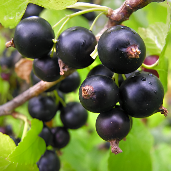 Смородина черная Краса Львова