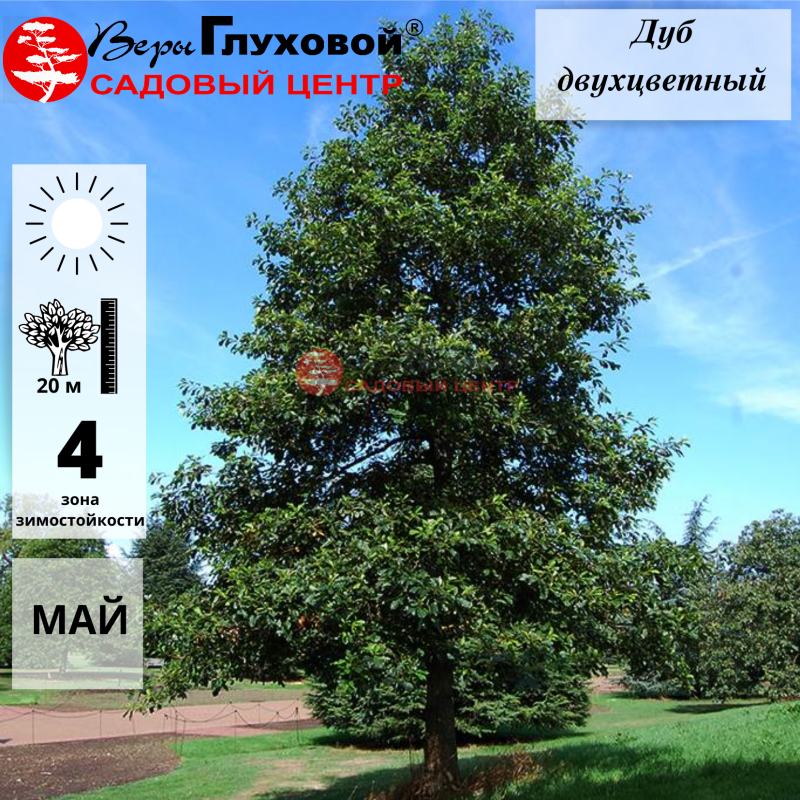 Основное изображение товара