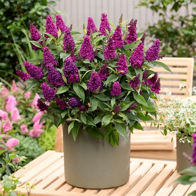 Основное изображение товара