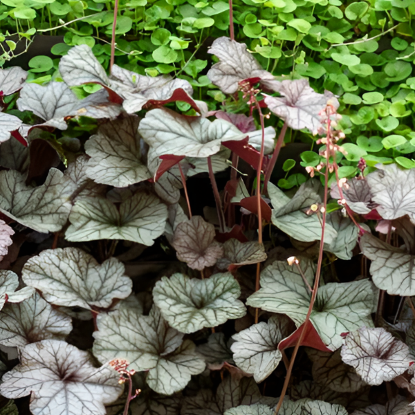 Основное изображение товара