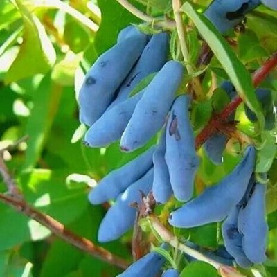 Основное изображение товара