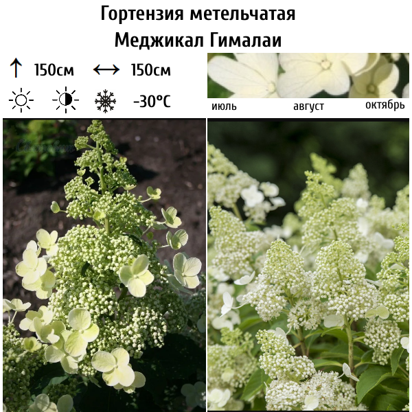 Основное изображение товара
