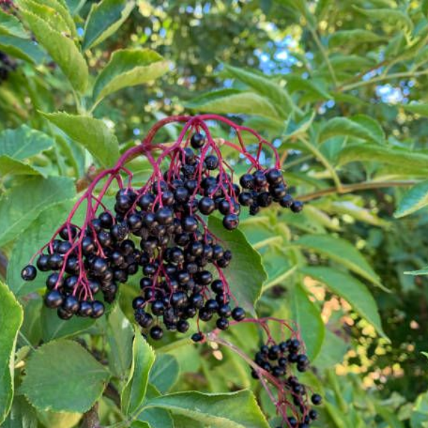 Основное изображение товара