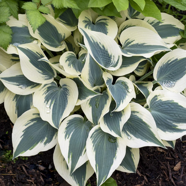 Хоста Блю Айвори
