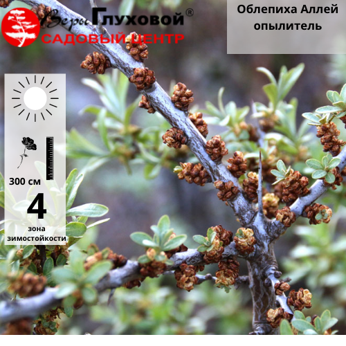 Основное изображение товара