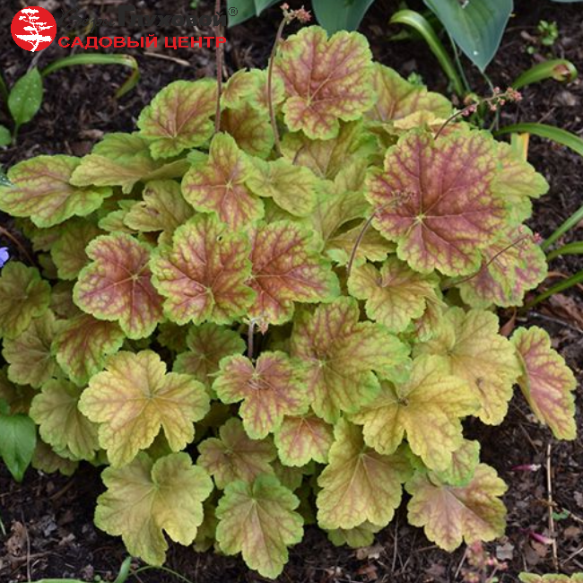 Основное изображение товара