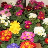 Горшечные цветы - лучший подарок на 8 марта!