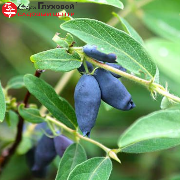 Основное изображение товара