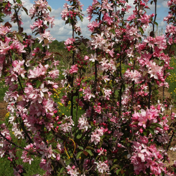 Основное изображение товара