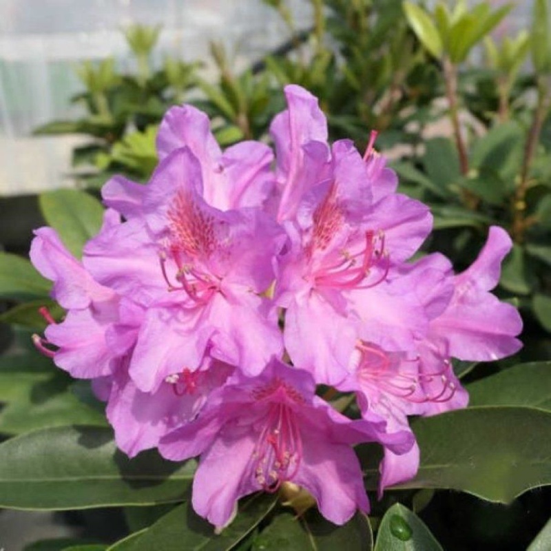 Основное изображение товара